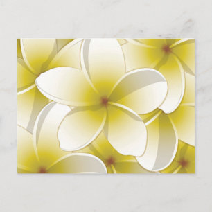 Cartão Postal Flores Brilhantes Frangipani/ Plumeria