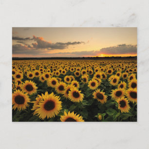 Cartão Postal Flores   Campo de girassol