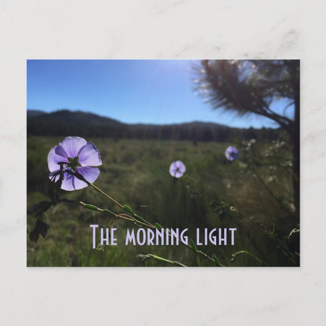 Cartão Postal Flores Cênicas de Flex Azul de Prairie Perdem Você (Frente)