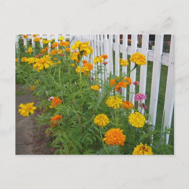 Cartão Postal Flores & Cerca de Estacas (Frente)