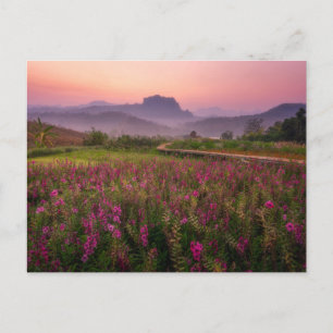 Cartão Postal Flores   Chiang Dao, Chiang Mai, Tailândia