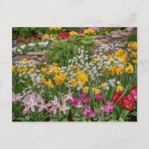 Cartão Postal Flores coloridas da primavera em plena floração