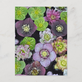 Cartão Postal Flores coloridas de hellebore   