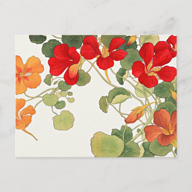 Cartão Postal Flores coloridas de Nasturtium (Frente)