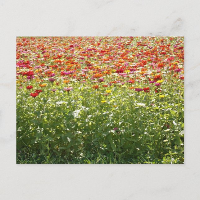 Cartão Postal Flores Coloridas de Primavera (Frente)