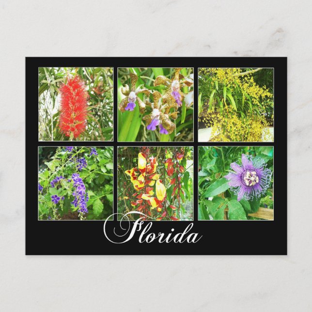 Cartão Postal Flores coloridas na Flórida (Frente)
