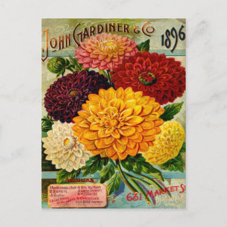 Cartão Postal Flores Coloridas Vintage Dahlia