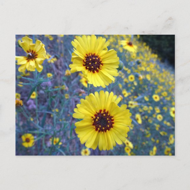 Cartão Postal Flores Comuns Madia no Parque Nacional Sequoia (Frente)