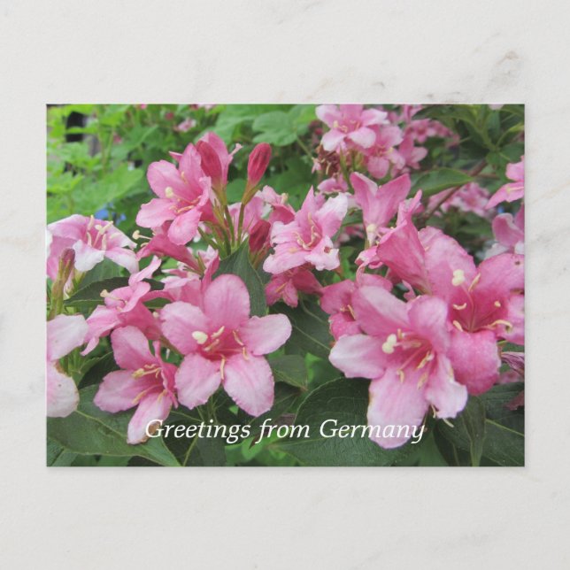 Cartão Postal Flores Cor-de-Rosa da Alemanha (Frente)