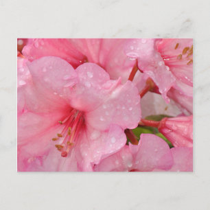 Cartão Postal Flores cor-de-rosa da azálea