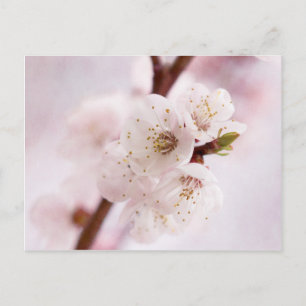 Cartão Postal Flores cor-de-rosa da primavera