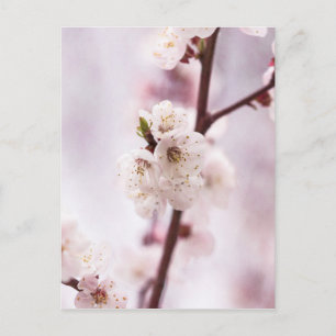 Cartão Postal Flores cor-de-rosa da primavera