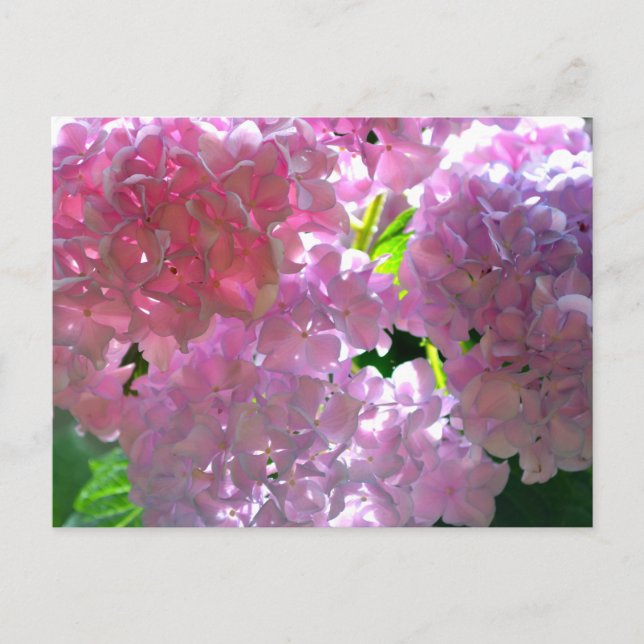 Cartão Postal Flores cor-de-rosa, flores cor-de-rosa, cor-de-ros (Frente)