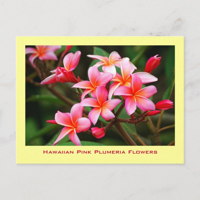 Cartão Postal Flores cor-de-rosa havaianas do Plumeria, Maui (Frente)
