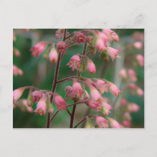 Cartão Postal Flores Coralbell