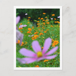 Cartão Postal Flores Cosmos: Japão