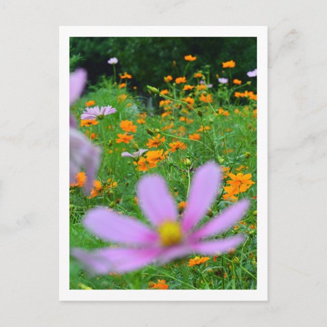 Cartão Postal Flores Cosmos: Japão (Frente)