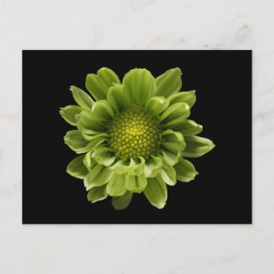 Cartão Postal Flores Crisântemo Verde