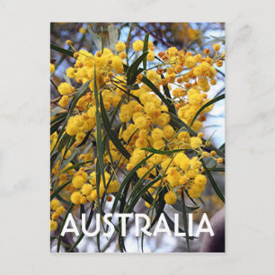 Cartão Postal Flores da árvore de acácia australiana amarela 2