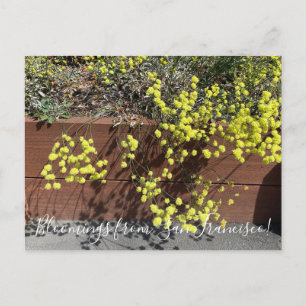 Cartão Postal Flores da Califórnia: Buckwheat Amarelo