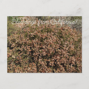Cartão Postal Flores da Califórnia: Buckwheat da Califórnia