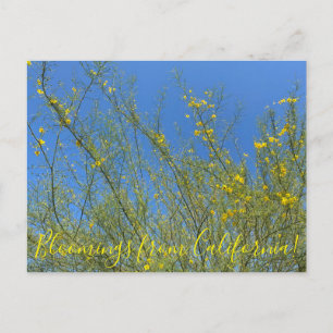 Cartão Postal Flores da Califórnia: Palo Verde