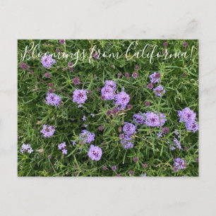 Cartão Postal Flores da Califórnia: Verbena lilacina