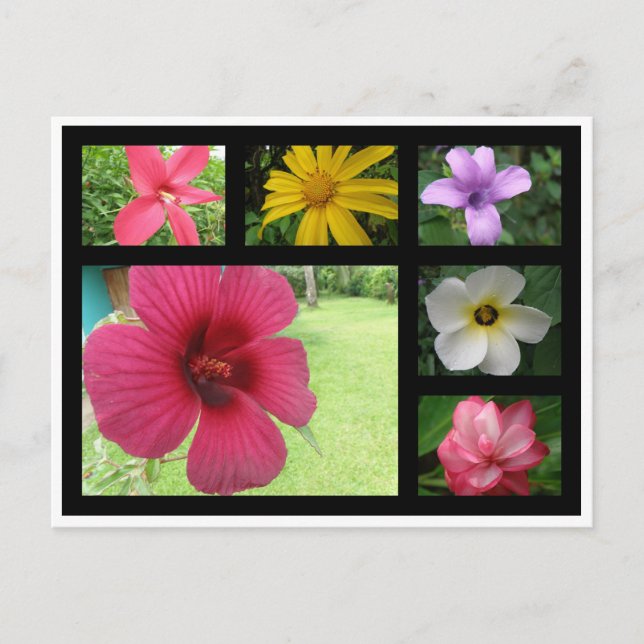 Cartão Postal Flores da Costa Rica (Frente)