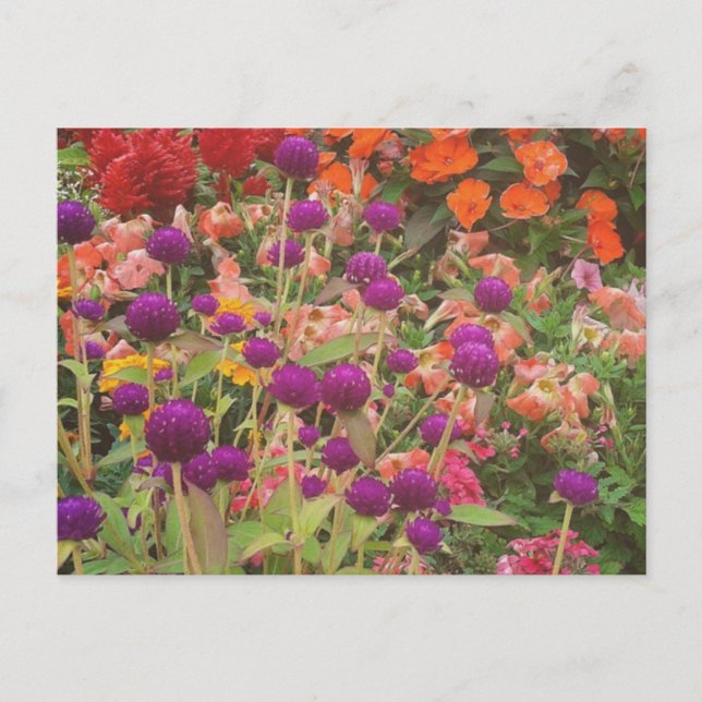 Cartão Postal Flores da Grocery Store (Frente)
