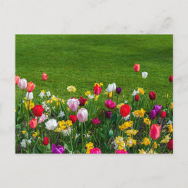 Cartão Postal Flores da primavera