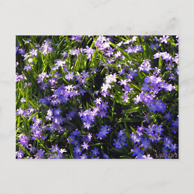 Cartão Postal Flores da Primavera Blue Squill (Frente)