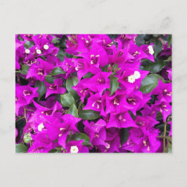 Cartão Postal Flores das Bougainvilleas Roxas Vibrantes