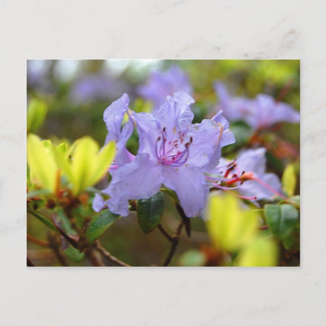 Cartão Postal Flores das Terras Altas Escocesas (Frente)