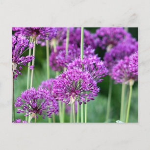 Cartão Postal Flores de Allium