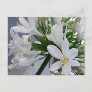 Cartão Postal Flores de Allium Branco 1