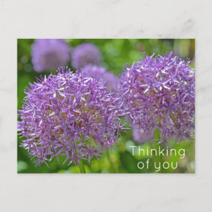 Cartão Postal Flores de Allium Roxo pensando em você