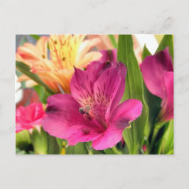 Cartão Postal Flores de Alstroemeria Roxo Flores Foto
