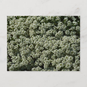 Cartão Postal Flores de Alyssum Doce Floral Branco
