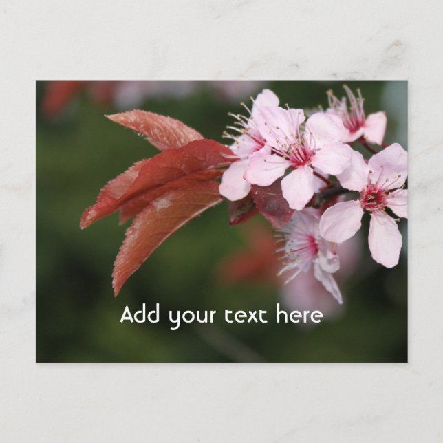 Cartão Postal flores de ameixa rosa da primavera (Frente)