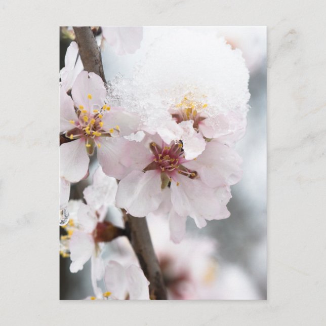 Cartão Postal Flores de amêndoa cobertas de neve (Frente)