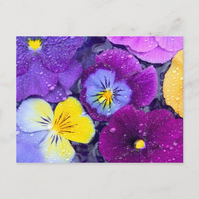Cartão Postal Flores de amor-perfeito flutuando em banho de páss (Frente)