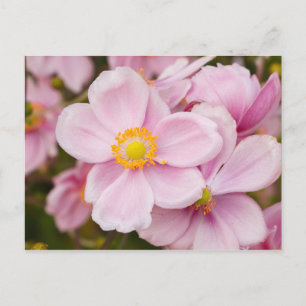 Cartão Postal Flores de anêmona japonesa