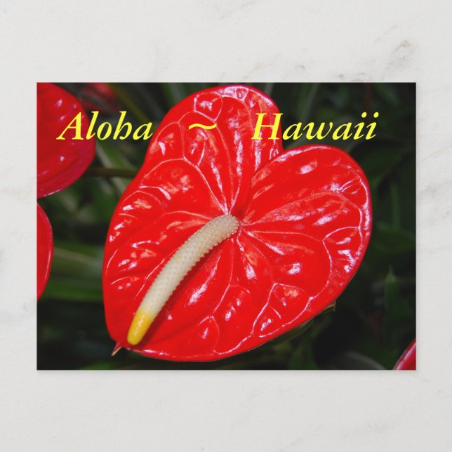 Cartão Postal Flores de Anthurium Vermelho Havaiano (Frente)