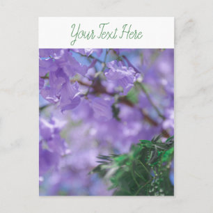 Cartão Postal Flores de Árvore Purple Jacaranda