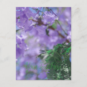 Cartão Postal Flores de Árvore Purple Jacaranda