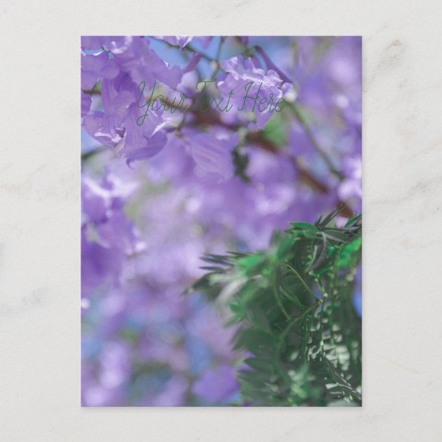 Cartão Postal Flores de Árvore Purple Jacaranda (Frente)