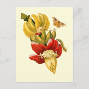 Cartão Postal Flores de árvores de banana Impressão de botânica