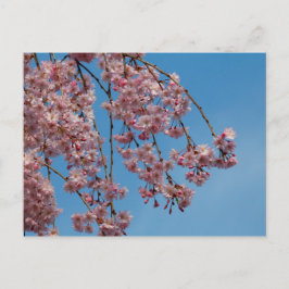 Cartão Postal Flores de árvores de cereja