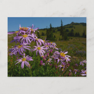 Cartão Postal Flores de Aster Roxo no Monte Rainier