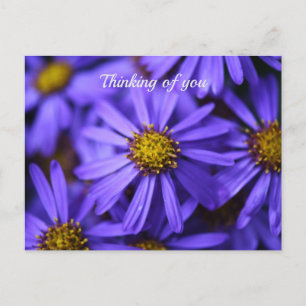 Cartão Postal Flores de Aster Roxo no RHS Garden Wisley Pensando
